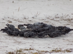 Columba livia domestica