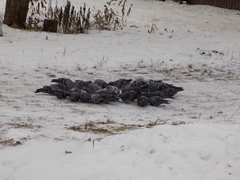 Columba livia domestica