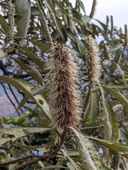 Leucosceptrum canum