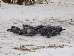 Columba livia domestica