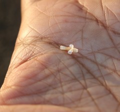 Hygrophila polysperma