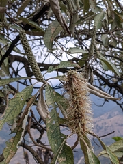 Leucosceptrum canum
