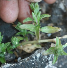 Hygrophila polysperma