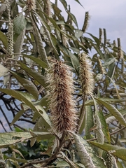 Leucosceptrum canum