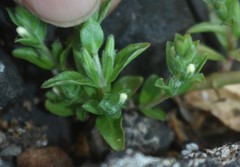 Hygrophila polysperma