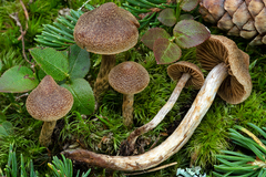 Cortinarius angelesianus