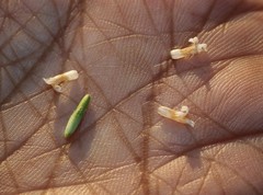 Hygrophila polysperma
