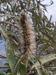 Leucosceptrum canum