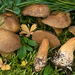 Suillus plorans - Photo (c) Federico Calledda, some rights reserved (CC BY-NC), uploaded by Federico Calledda
