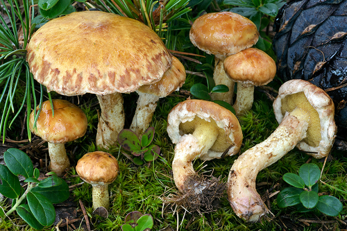 Siberian Slippery Jack