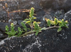 Hygrophila polysperma