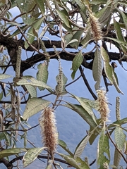 Leucosceptrum canum
