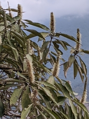 Leucosceptrum canum