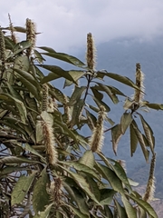 Leucosceptrum canum
