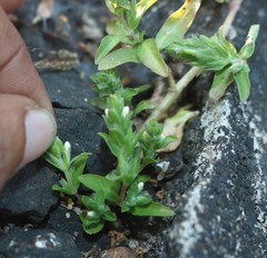 Hygrophila polysperma