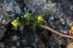 Hygrophila polysperma