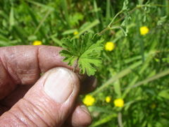 Pelargonium columbinum