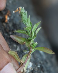 Hygrophila polysperma