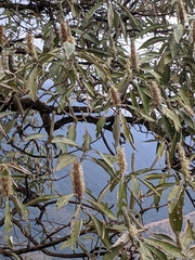 Leucosceptrum canum