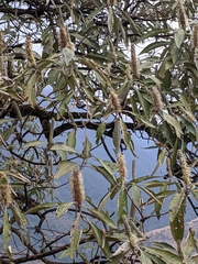 Leucosceptrum canum