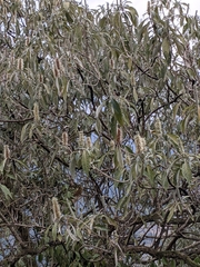 Leucosceptrum canum