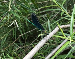 Calopteryx japonica