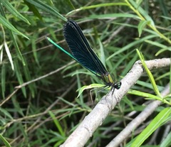 Calopteryx japonica