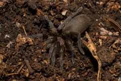 Catumiri argentinense