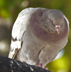 Columba livia domestica