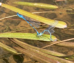 Coenagrion lanceolatum