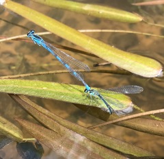 Coenagrion lanceolatum