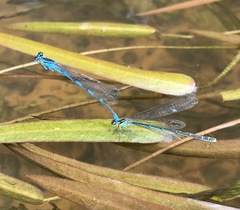 Coenagrion lanceolatum