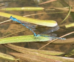 Coenagrion lanceolatum