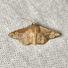 Canaea hyalospila