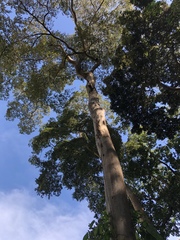 Peltogyne paniculata