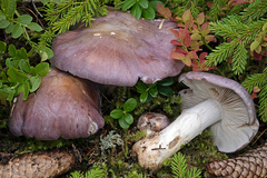 Cortinarius cumatilis