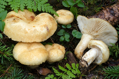 Lactarius tuomikoskii