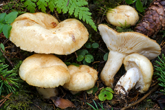 Lactarius tuomikoskii