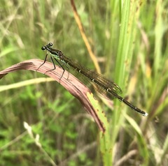 Pseudocopera rubripes