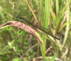 Pseudocopera rubripes