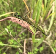 Pseudocopera rubripes