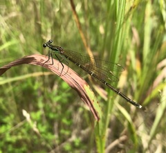 Pseudocopera rubripes