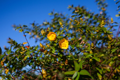 Hypericum hookerianum