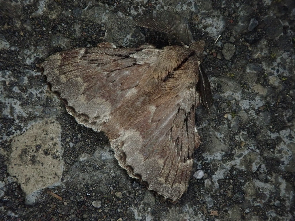 Takanea miyakei