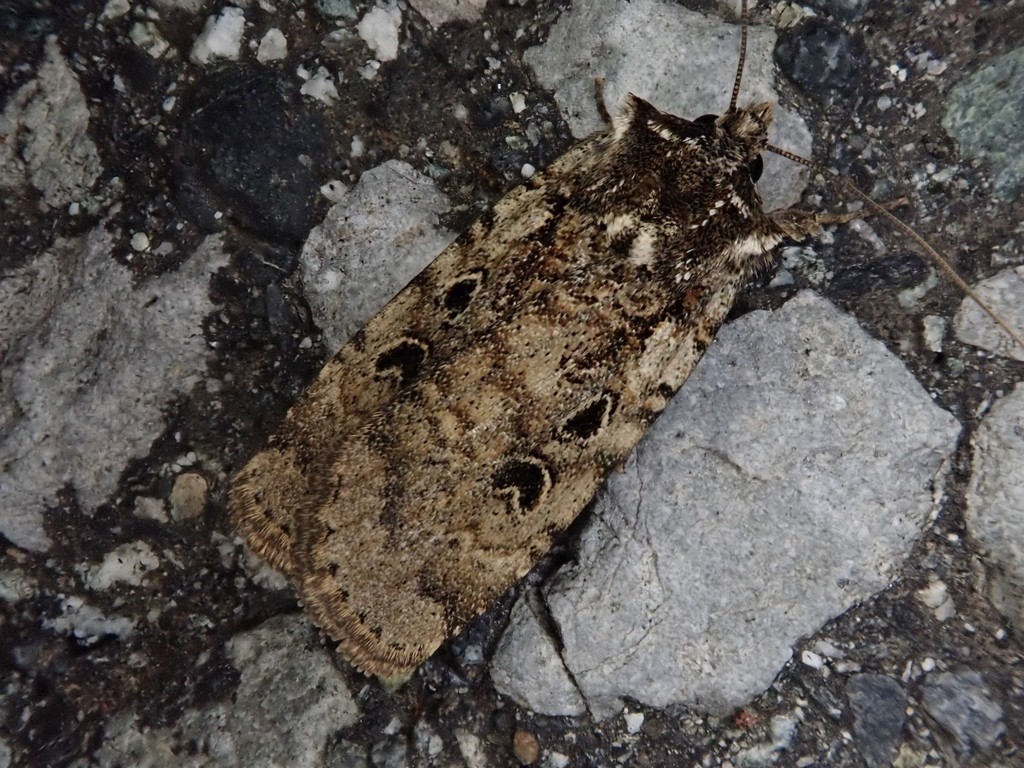 Hermonassa arenosa