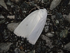 Chasminodes albonitens