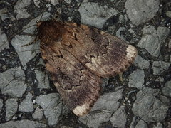 Amphipyra schrenckii