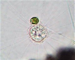Raphidocystis