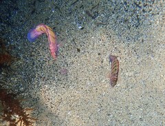 Eupetrichthys angustipes