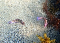 Eupetrichthys angustipes